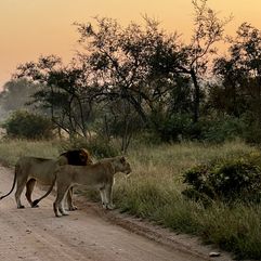 Kruger NP leeuw Zuid Afrika groepsrondreis 7